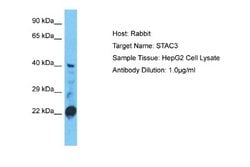 STAC3 Rabbit anti-Human, Polyclonal, Novus Biologicals 0.1ml; Unconjugated:Antibodies,